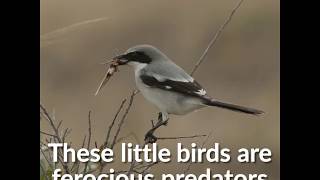 Butcherbird uses vicious whiplash technique to kill its prey [upl. by Aihsrop]