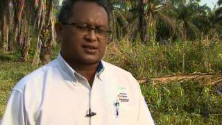 Agro Journal on Ganoderma attack on Oil Palm RTM Malaysia Part 1 of 2 [upl. by Sugihara]