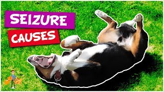 What Causes Seizures in Dogs top 5 causes of dog seizures [upl. by Margalo]