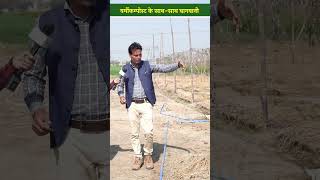 Vermicompost Bed के चारों ओर फलसब्जी की खेती Multi Income का विकल्प  shorts [upl. by Nahgiem]