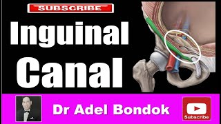 Inguinal Canal and Inguinal Hernia Dr Adel Bondok Making Anatomy Easy [upl. by Medor10]