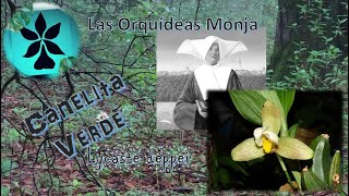 La Canelita Verde una orquídea monja  Lycaste deppei [upl. by Einna]