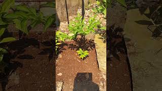 Voodoo Lily Amorphophallus konjac in Southern Ontario Canada [upl. by Janek]