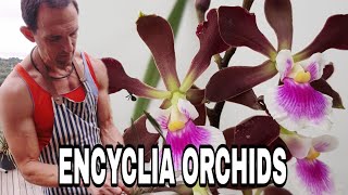 A Comprehensive Guide to Encyclia Orchid Care [upl. by Arbuckle]