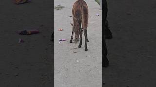 Horse comedy funny video 😁😁😁  shorts ytshorts horses comedy funny [upl. by Aicrag405]