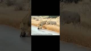 A lone brave Wild Dog Pup was caught by the Lions lion wilddogs shorttrending [upl. by Doreen]