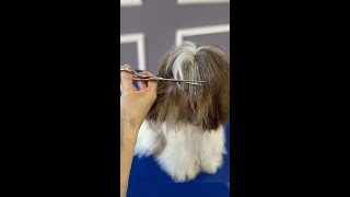 TRANSFORMAÇÃO EM 10 SEGUNDOS DE UMA LINDA SHIHTZU ❤️ [upl. by Richart]