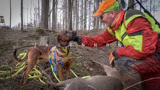 Nachsuche 5 – Der heranwachsende Schweißhund – die ersten 6 Minuten Hunt on Demand [upl. by Yanaj696]