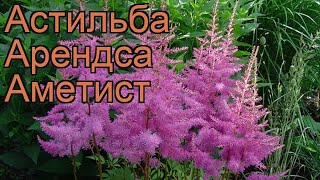 Астильба арендса Аметист astilbe x arendsii amethyst 🌿 обзор как сажать рассада астильбы Аметист [upl. by Sig]