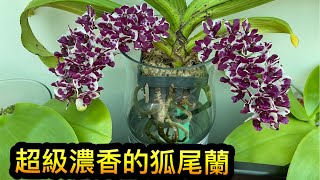 ￼￼ 香氣￼籠罩了我整個花房的狐尾蘭Rhynchostylis gigantea Cartoon [upl. by Letnwahs]