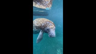 Manatee season at Weeki Wachee [upl. by Sateia]