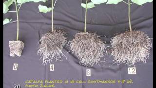 Root Systems Basics [upl. by Egamlat688]