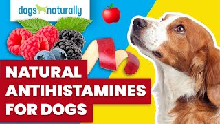 Natural Antihistamines For Dogs [upl. by Ynabla]