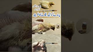 Intramuscular Injection Administration in Poultry Birds  Dr ARSHAD [upl. by Orfield]