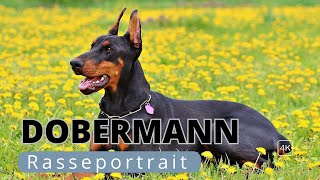 Dobermann – Familienhund oder doch zu aggressiv [upl. by Hulton649]