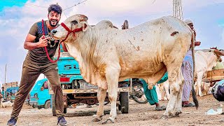 JANWAR NE TABAHI MACHA DIğŸ˜­  ROCKET BACHRA  COW MANDI BAKEA EID [upl. by Aihsemek]