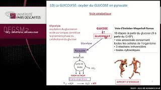 régulation de la glycolyse et néoglucogenèse Université Paris Descartes [upl. by Shandee867]