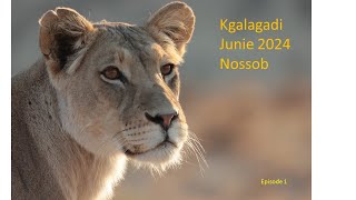 Kgalagadi Junie 2024 [upl. by Aicire563]