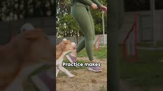 Dog Ignoring Your Recall 🐕 Here is How to Correct It recalltraining dogtraining101 shorts [upl. by Anaeda]