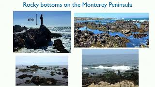 Dr Olavo Marques Presents Wave observations over rocky shores [upl. by Barcot159]