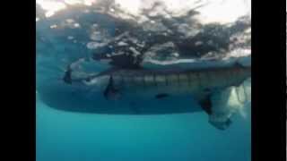 Striped marlin jumping and underwater footage Tathra NSW  Tight Stick [upl. by Hollie]