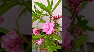 Nerium oleander nerium oleander flower flowers [upl. by Avehstab133]