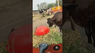 Maaa crazycow cow animalscowsounds funny shortsvideo trending [upl. by Xylon]