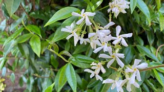 Growing Star Jasmin Trachleospermum in the UK and other cold climates [upl. by Assehc]