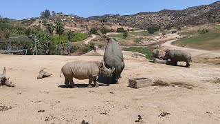 Rhinoceros Facts and How Rhinos are Made [upl. by Wilfrid]