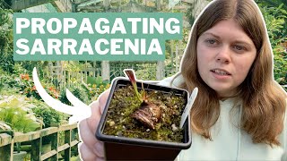 Sarracenia Propagation  Two Essential Techniques From Megan Webb [upl. by Centeno]