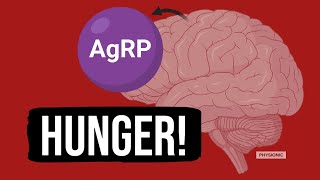 EX Understanding Hunger and Neuroprotein AgRP [upl. by Newberry]