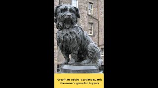 The faithful dog Greyfriars Bobby  Scotland guards the owners grave for 14 years [upl. by Eedahs]