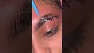 Brow Lamination Application 🔗 By Supercilium lamination supercilium browlamination brows [upl. by Yetty]