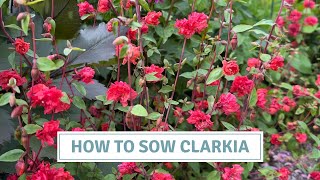 How To Sow Clarkia  Godetia  March Seed Starting  Cottoverdi [upl. by Aalst]