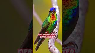 🦚🦜Top 10 Most Colorful Birds In The World 🕊️🐦 [upl. by Horwitz]