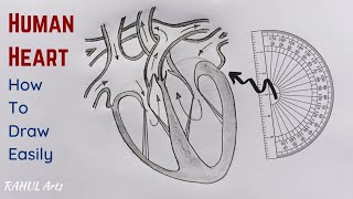 Easy trick to draw Human Heart using protractor at a glance [upl. by Zea]