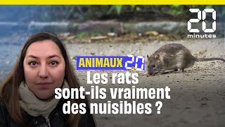 Fautil tuer les rats  Animaux20 [upl. by Siffre524]