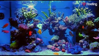 2 years Schwings Reef Tank 500l 130gal  powered by Ecotech Radion xr30w Pro Vortech mp40W amp NYOS [upl. by Ayrolg]