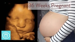 36 Weeks Pregnant What You Need To Know  Channel Mum [upl. by Ainuj]