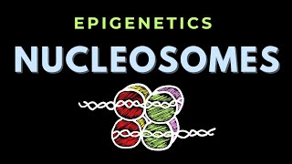 Nucleosomes  Nucleosome Assembly  Epigenetics  GATECSIRNET [upl. by Nikkie713]