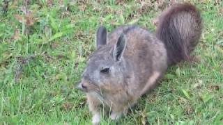 Adorable Northern Viscacha in Machupicchu Lagidium peruanum [upl. by Esinet]