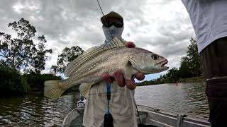 Small Jewfish Session fishing the Gold Coast [upl. by Koziara63]