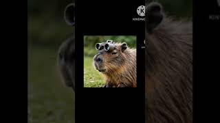 Capy the capybaracapybaraanimation [upl. by Nhar]