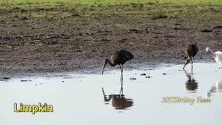 Limpkin foraging  Birds of Costa Rica birds wildlife nature [upl. by Iramo]