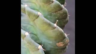 Cereus forbesii ‘Super Spiralis  4 Heads [upl. by Guerra]