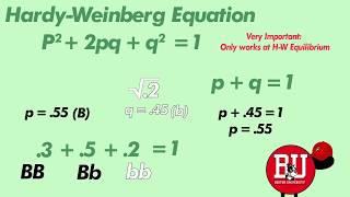 Biology Using the HardyWeinberg Equation to find Allele amp Genetic Frequencies [upl. by Atnovart581]