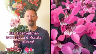 Alpenveilchen So stirbt dein Zyklame nicht sondern blüht viele Monate Pflege Cyclamen persicum [upl. by Anette]