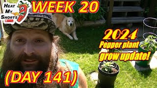 Hot Pepper Grow Update week 20 I have peppers [upl. by Eanore]