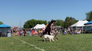 Dog Bowl 2021  AWI Qualifier  Leap and Andrea Rigler [upl. by Esnohpla984]