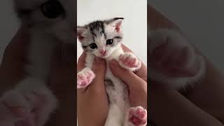 Adorable Kittens That Will Melt Your Heart [upl. by Hoban]